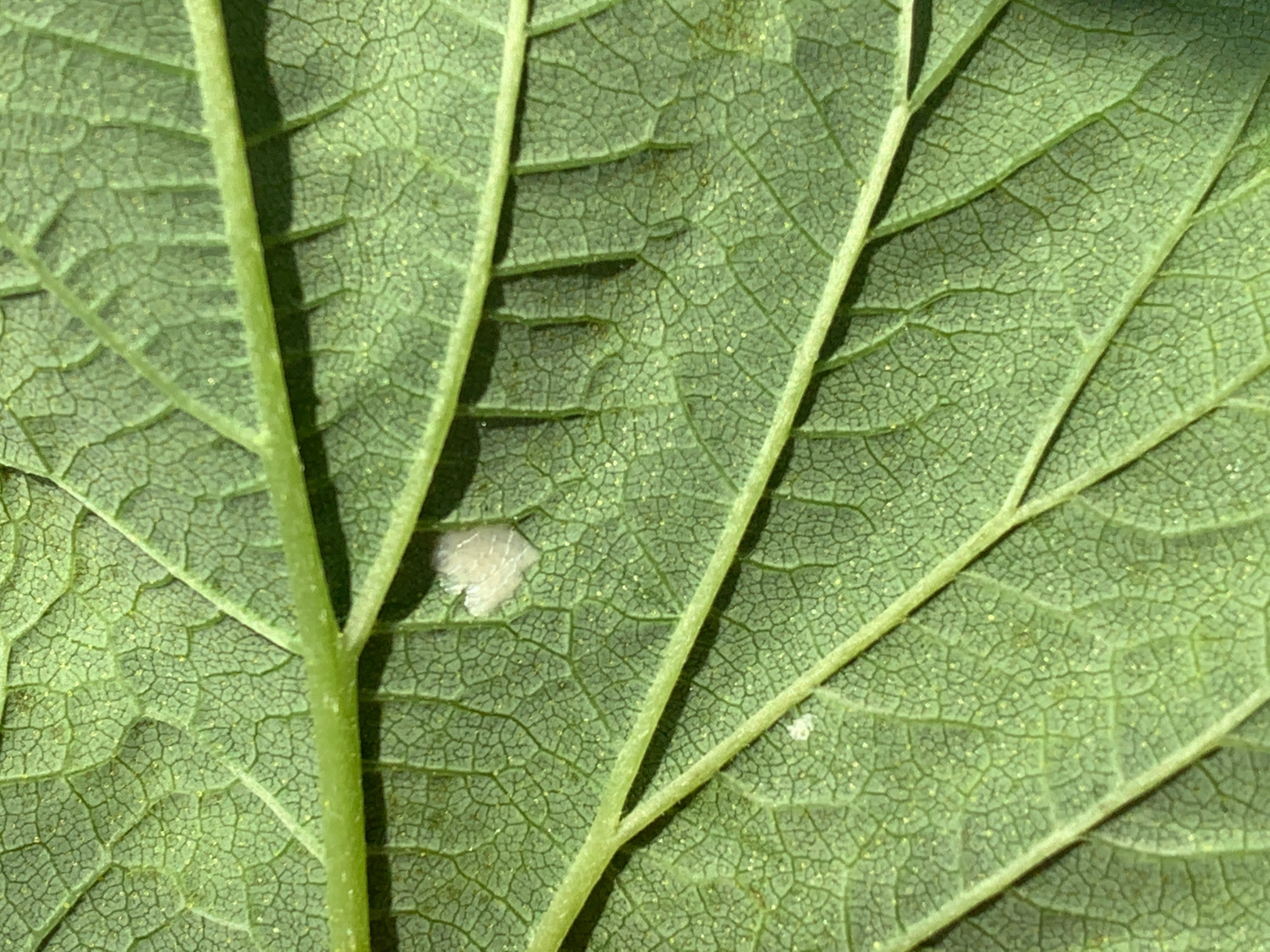 Eggs on hop leaf.